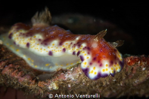 Goniobranchus collingwoodi nudibranch 
( named also G. t... by Antonio Venturelli 